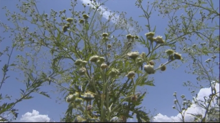 Famine weed in Kenya threatens malaria fight